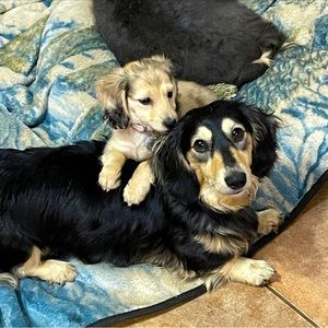 NOT FOR SALE! Bocephus and Bonnie Mae